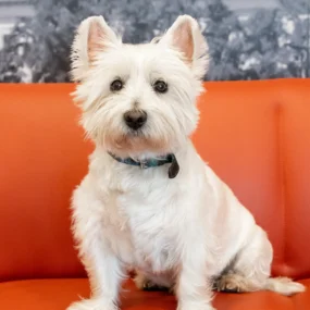 cabinet marc richard 63